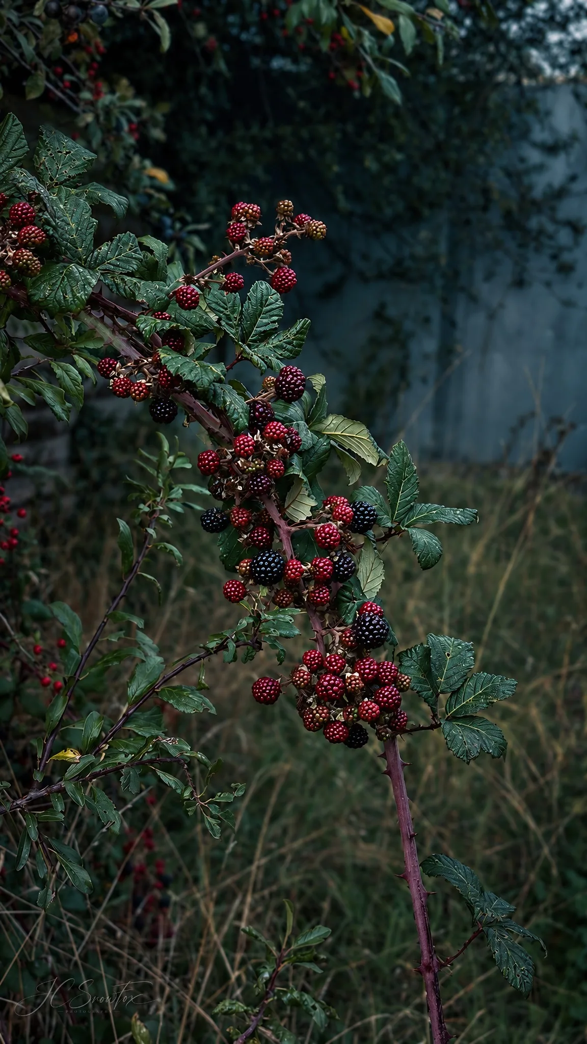 Blackberries and red bramble fruit against a dark green background