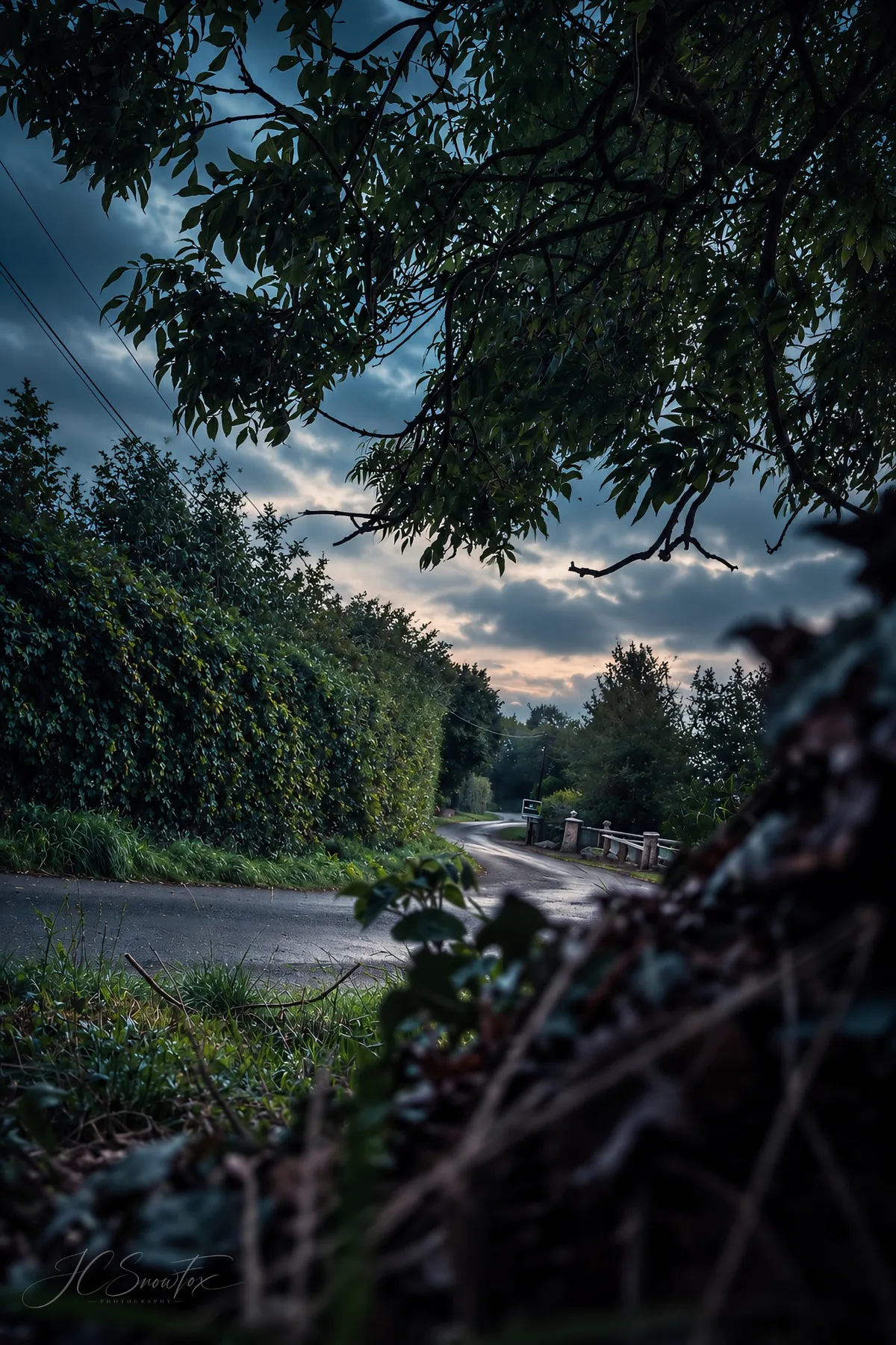 A moody rural road disappearing between trees