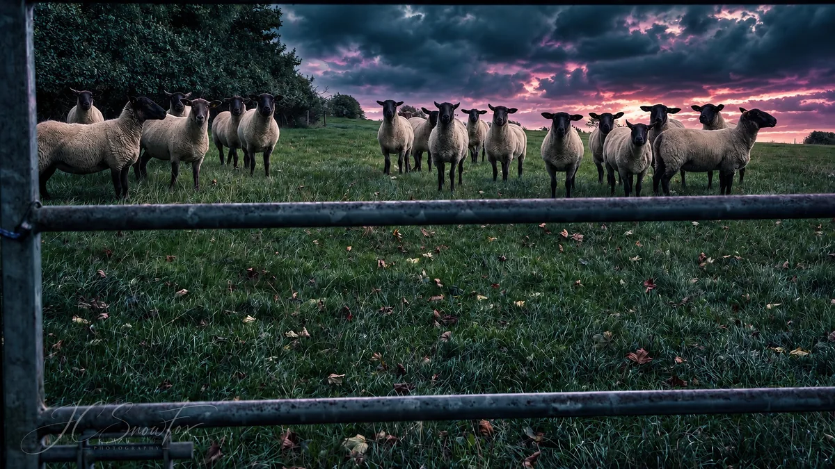 A flock of sheep staring through a farm gate beneath a dramatic sky