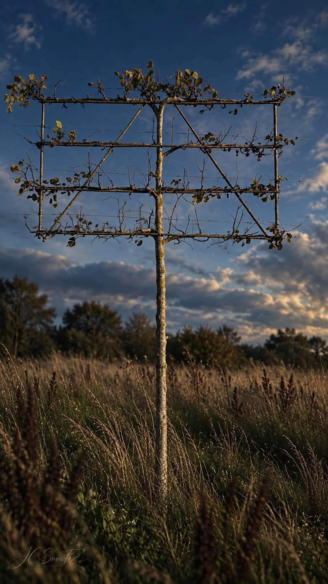 A sculptural trained tree standing against an evening sky